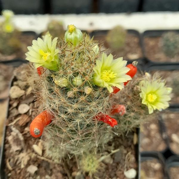 Mammillaria prolifera cactus