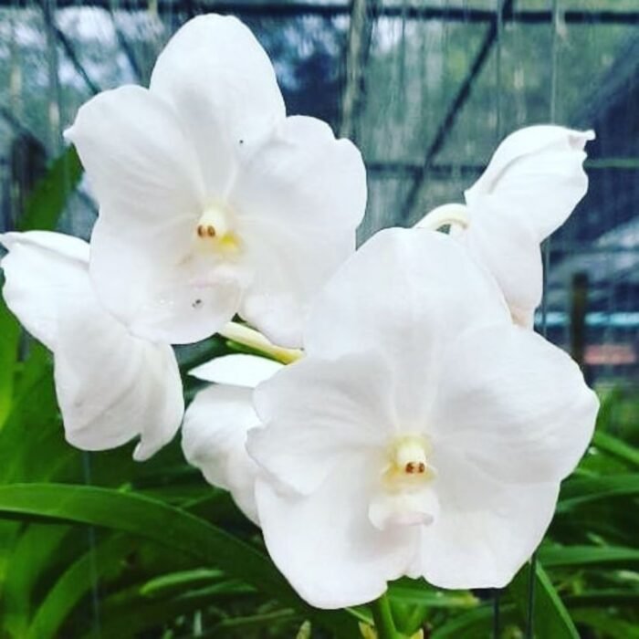 Vanda Chulee White Orchid Plantzone   7 1 700x700 