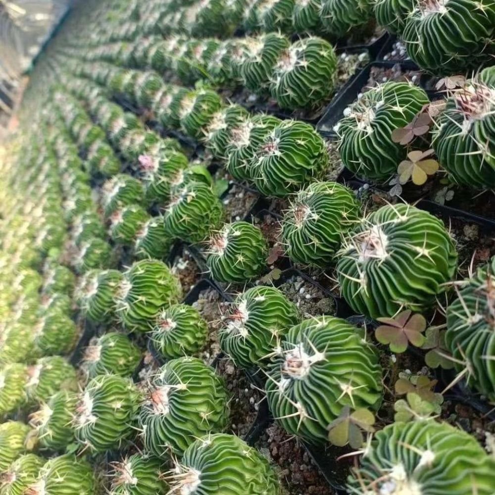 Brain Cactus - Plantzone