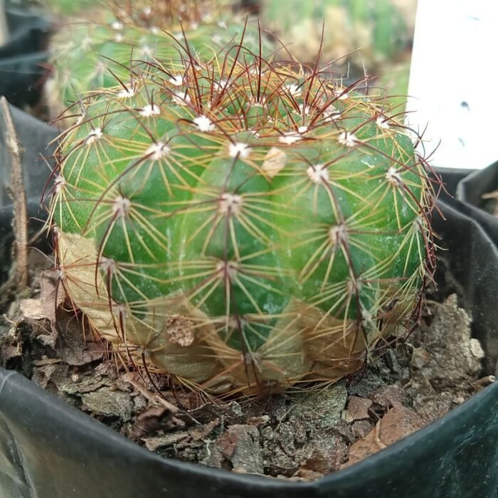 Indiana Head Cactus - Plantzone