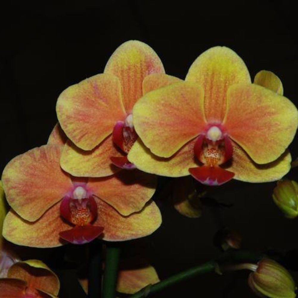 Phalaenopsis Grazia