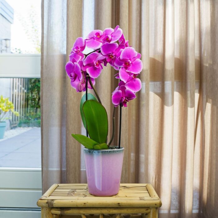 Picture of Phalaenopsis Freeride orchid flower