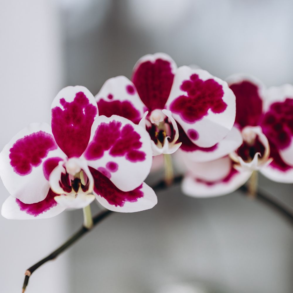 Phalaenopsis Polka Dots Orchid