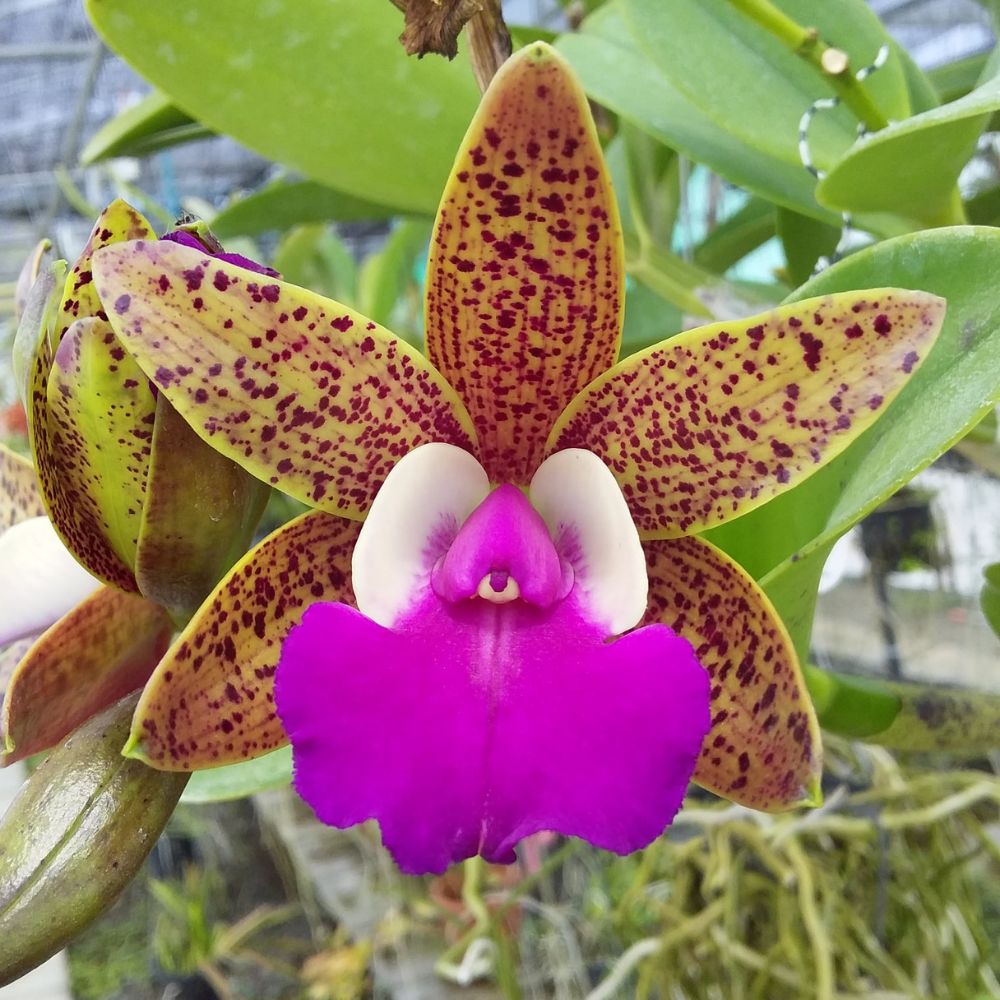 Cattleya Ratsima Spot Orchid