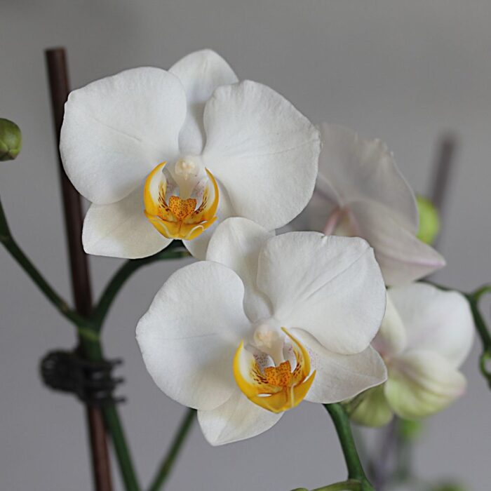 This is a picture of Phalaenopsis Pure Silk with white flower