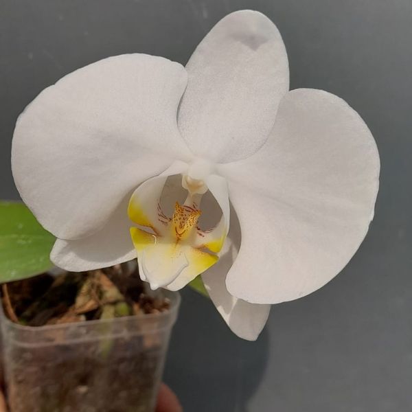 Phalaenopsis Pure Silk