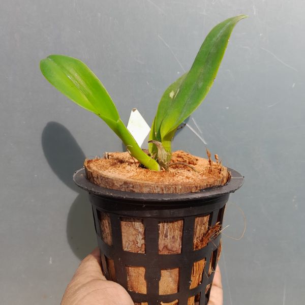 Cattleya (Rlc.) Klinksoom Orchid