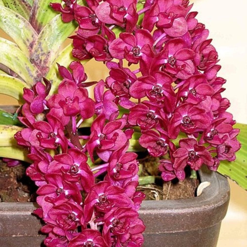Rhynchostylis Red Orchid
