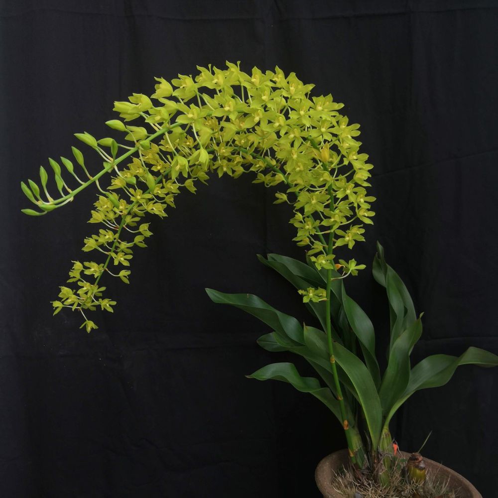 Grammatophyllum Green Orchid