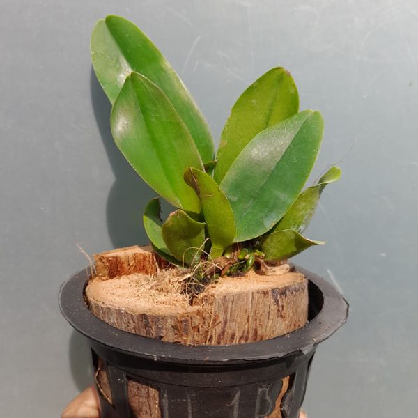 Cattleya (bc.) Evert Direkson Orchid