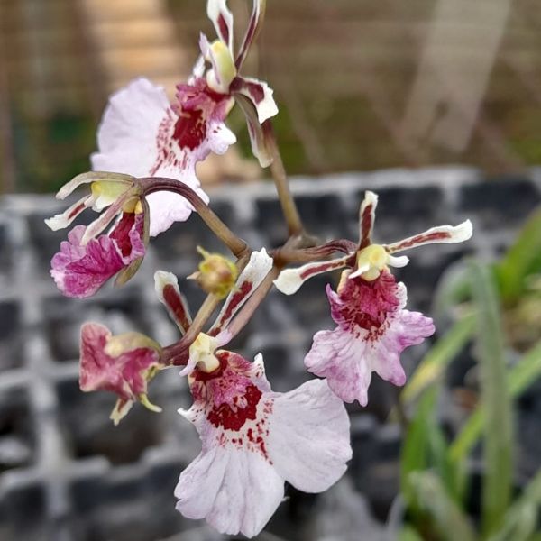 Tolumnia Firm Sweet Pink Orchid