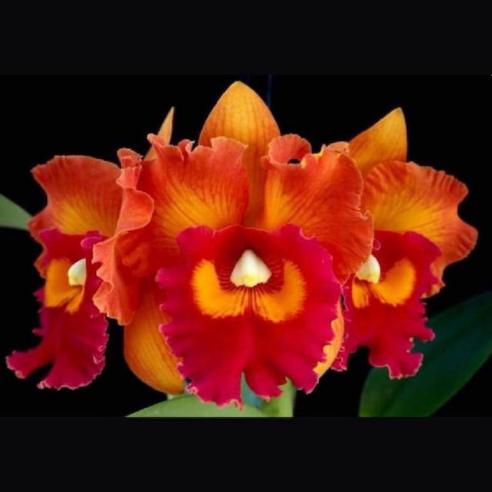 Cattleya Rlc. Nakornchaisri Delight #2 Orchid