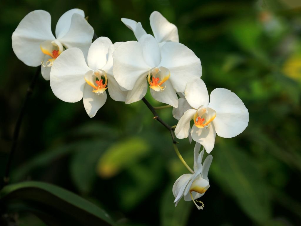 Picture of white phalaenopsis orchid