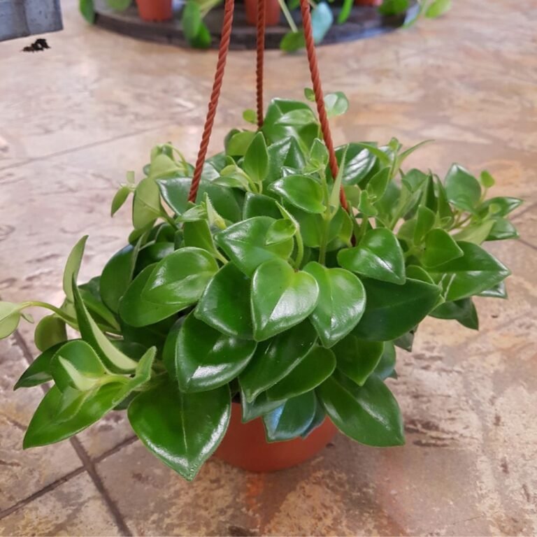 Hoya Lipstick Plantzone