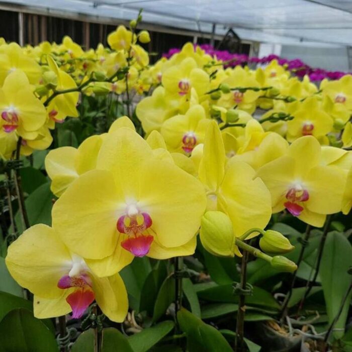 Phalaenopsis Miraflore orchid with yellow flower