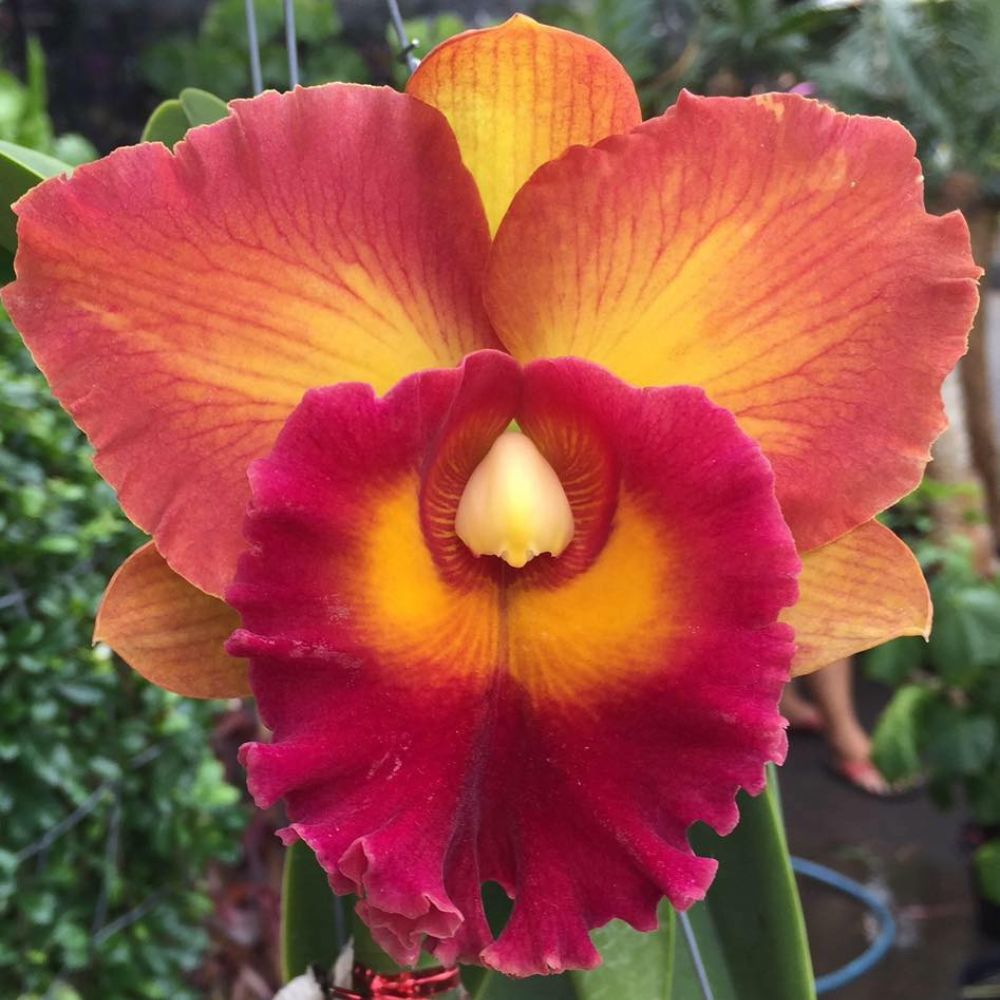 Cattleya Rlc. Nakornchaisri Delight #2 Orchid