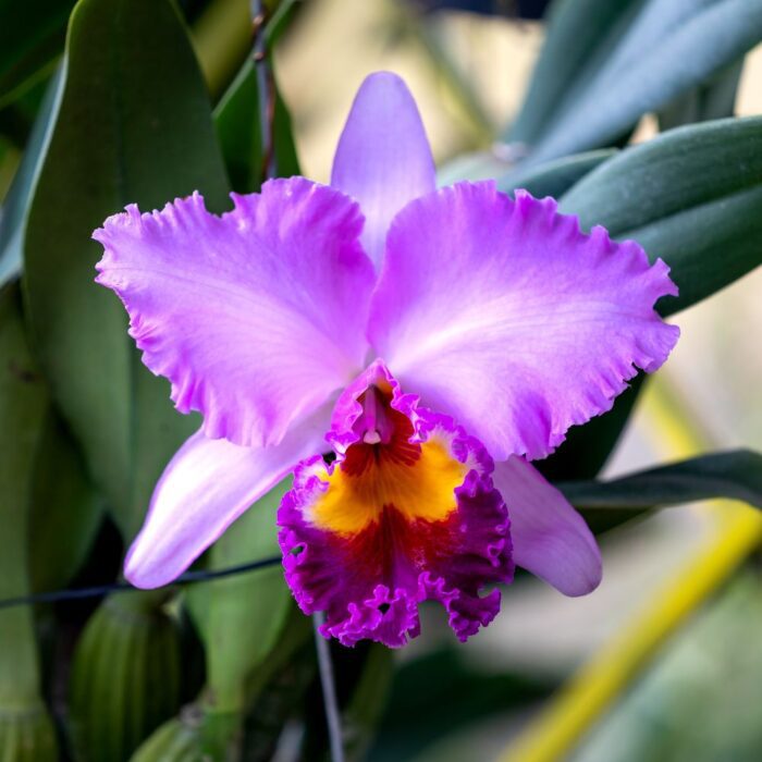 Picture of Orchid flower