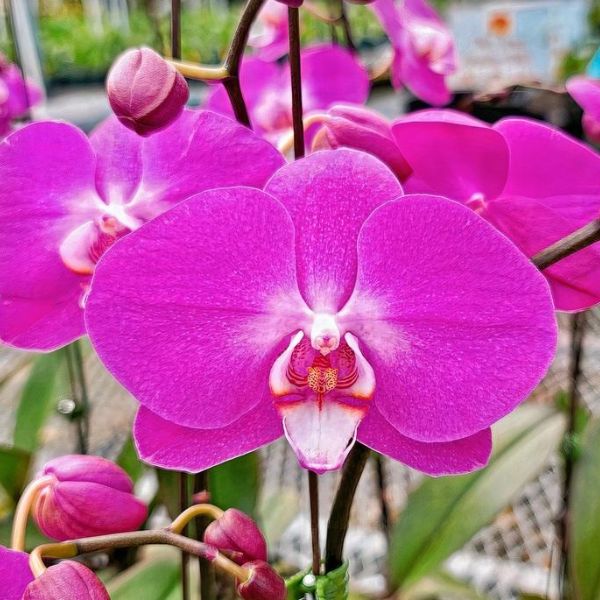 Phalaenopsis Lady Fantasy Orchid