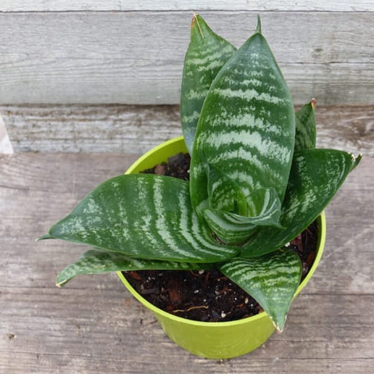 Sansevieria Bird’S Nest Snake Plant (Indoor Plant) - Plantzone