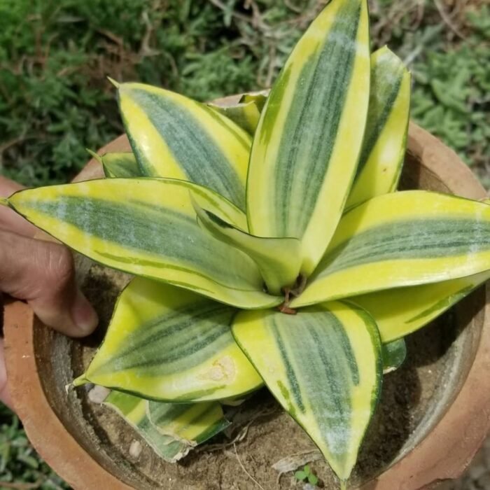 Sansevieria Golden Hahnii Snake Plant (indoor Plant) - Plantzone