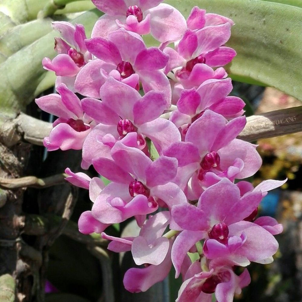 Rhynchostylis pink blue orchids