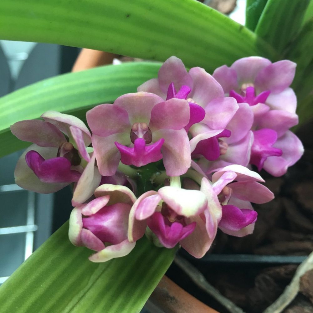 Rhynchostylis pink blue orchids