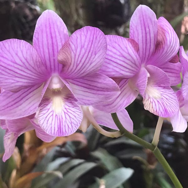 Dendrobium Pink Jelly