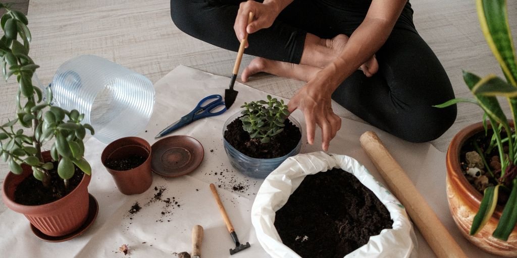 Potting of orchids