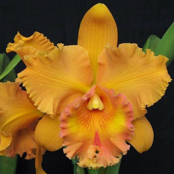 rlc-spanish-eyes-plantzon