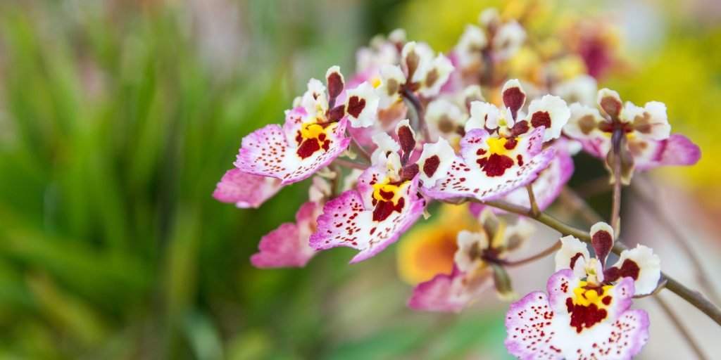 Tolumnia Orchids