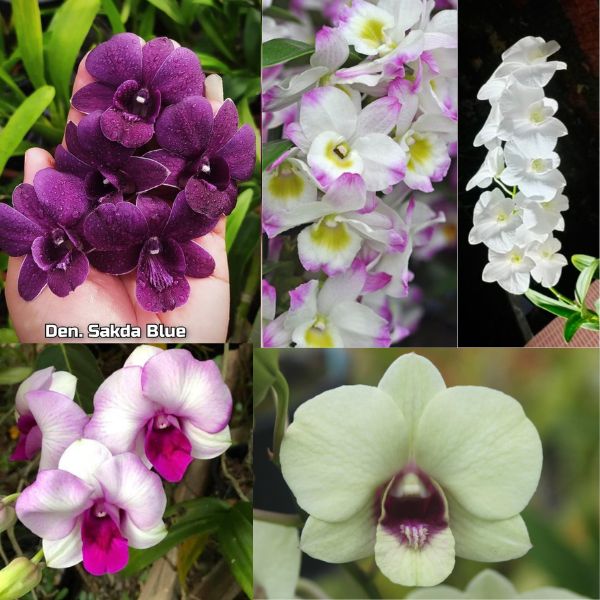 Five Medium size Dendrobium Orchid