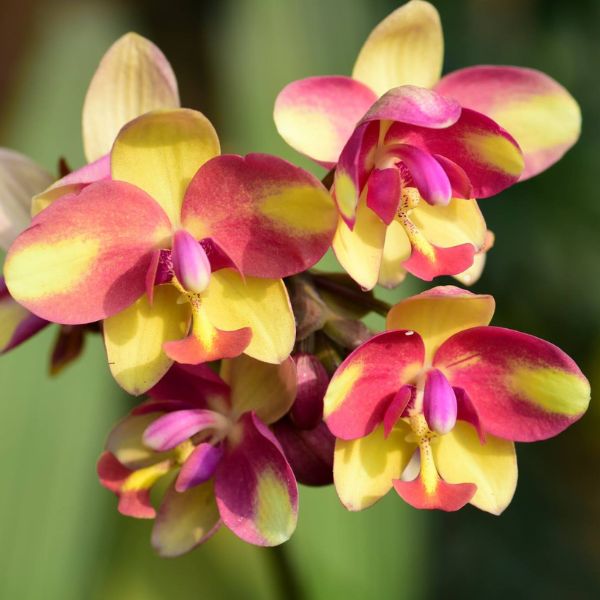Ground Orchid | Spathoglottis Sunshine Orange