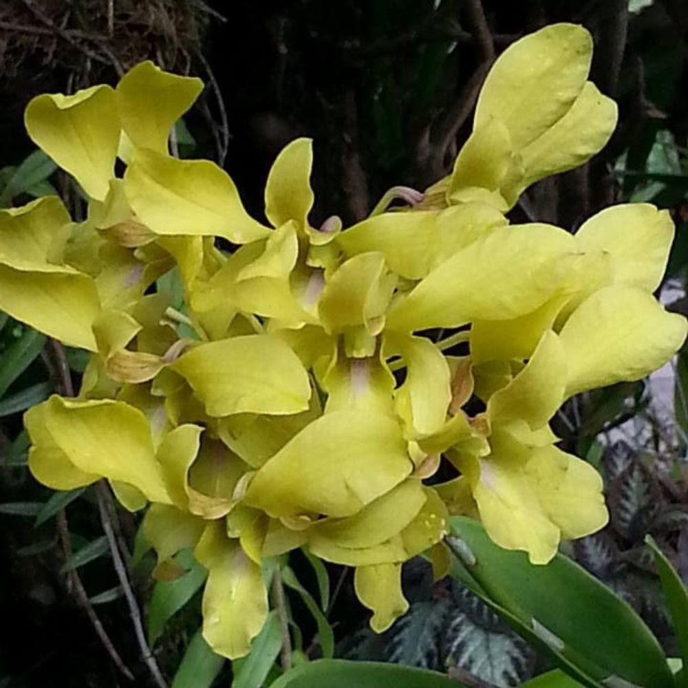 Dendrobium Aung Cheng Orchid