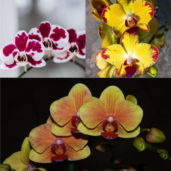 Three Phalaenopsis Orchid Combo
