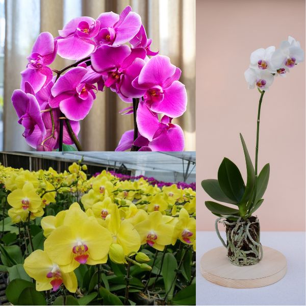 Three Phalaenopsis Orchid Combo pack