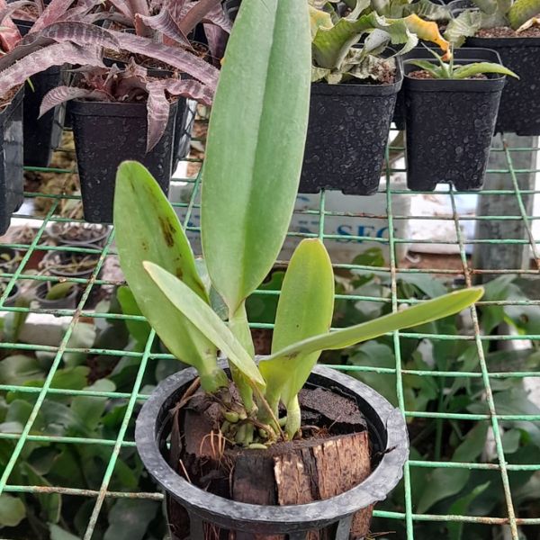 Cattleya Orchid sending size plant