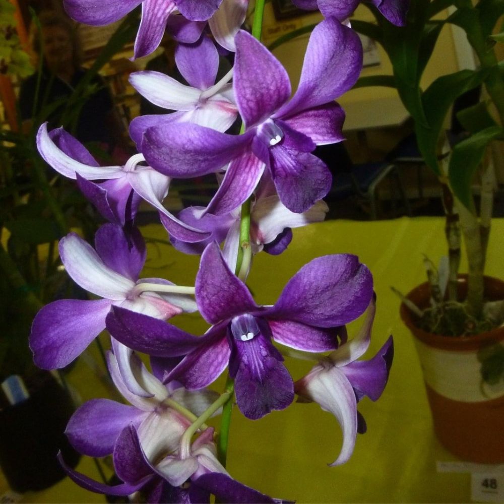 Dendrobium Airy Blue Orchid