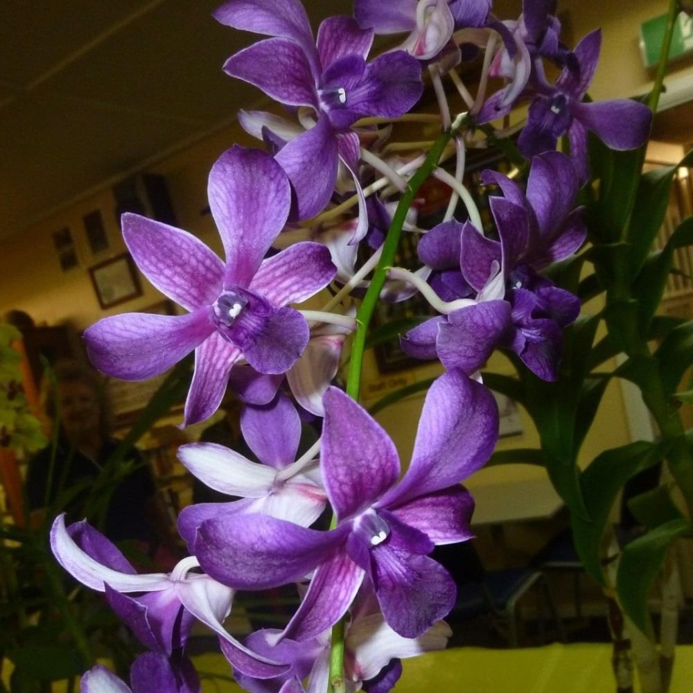 Dendrobium Airy Blue Orchid Plantzone 