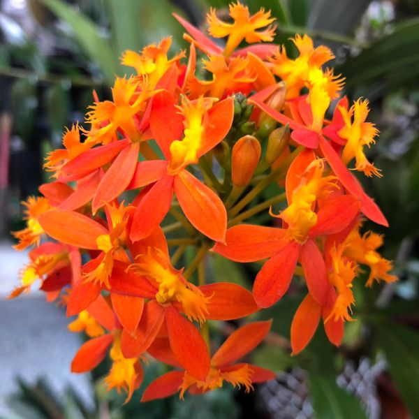 Fire star orchid