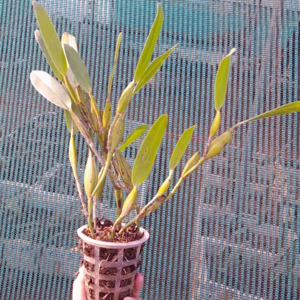 Dendrobium macraei