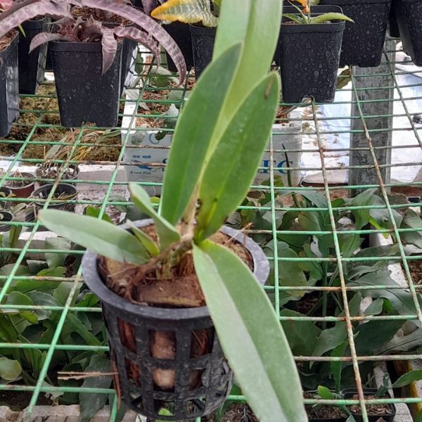 Cattleya Orchid sending size plant