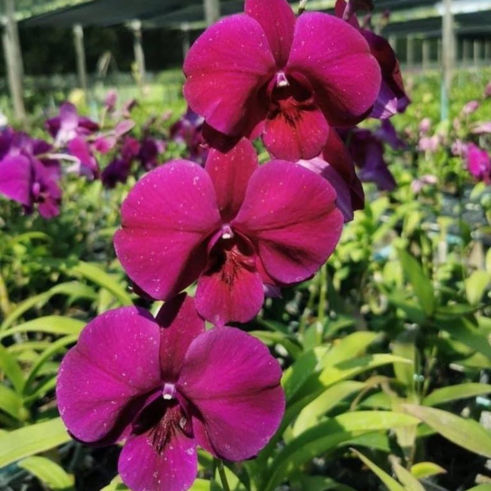 Dendrobium Panama Red Orchid