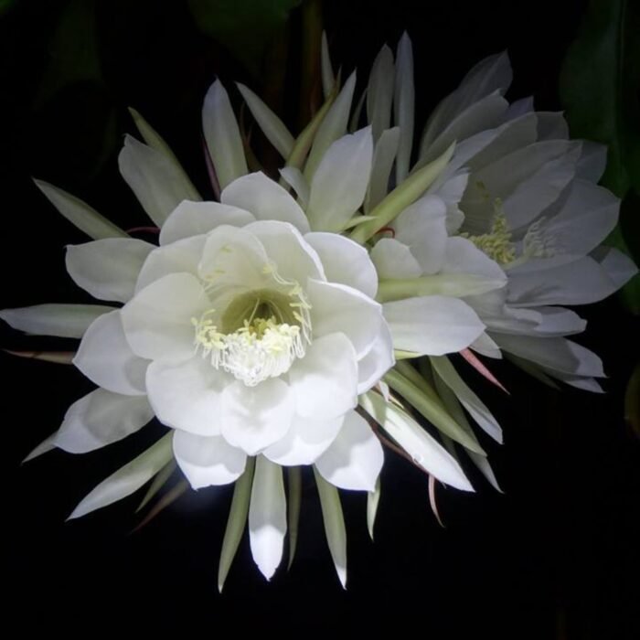 BrahmaKamal Epiphyllum Night Queen Plantzon