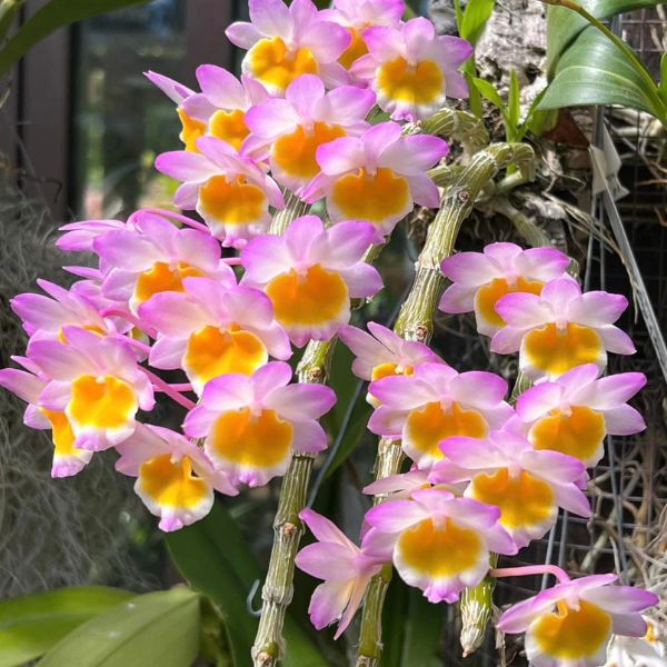 Dendrobium crepidatum - Plantzone