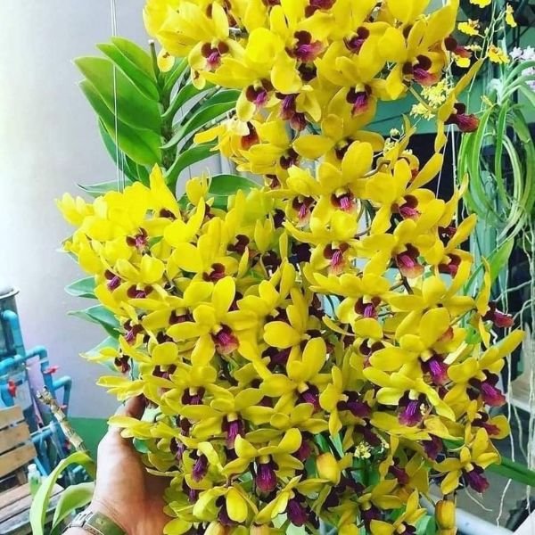 Five Medium Size Dendrobium Orchids Combo Pack Plantzon 