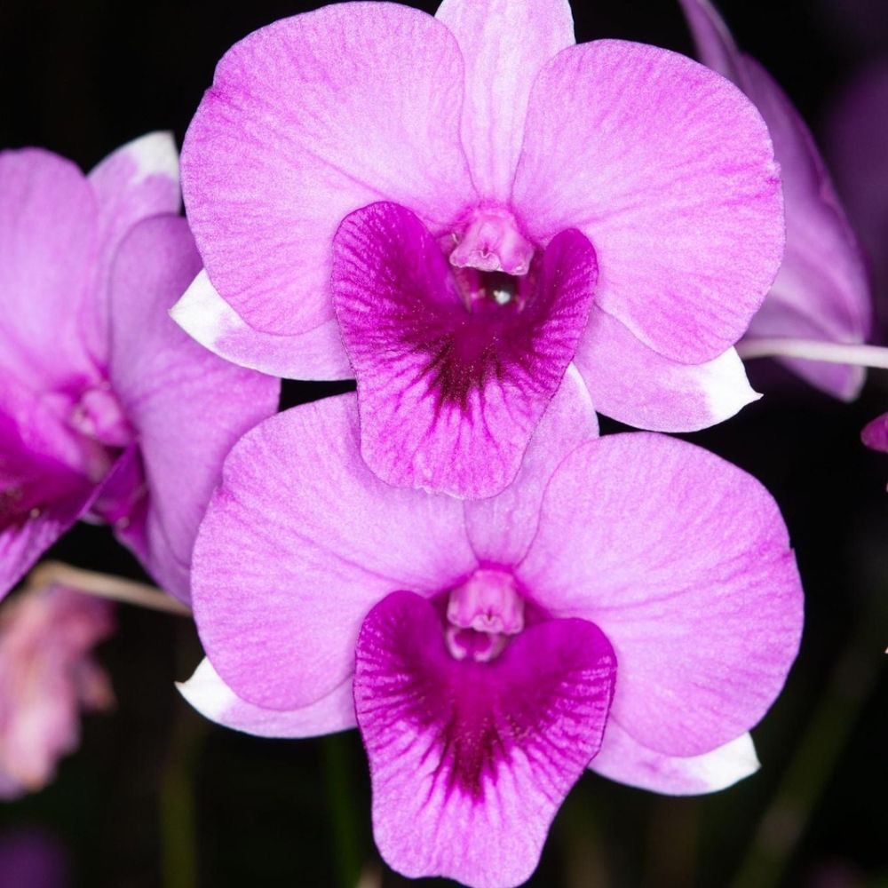 Dendrobium Pandy Pink Orchid