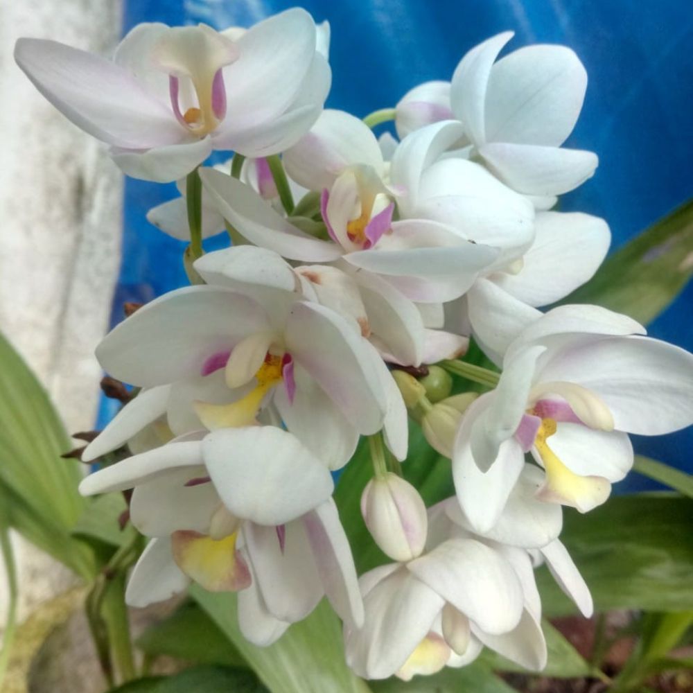 Ground Orchid | Spathoglottis White