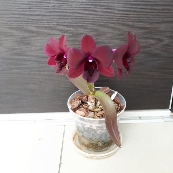 POWERS TO FLOWERS - ORCHIDEA PHALAENOPSIS EXTRA BIANCA!!! IN VASO