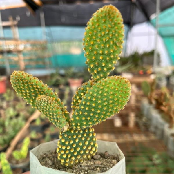 Yellow Ear Bunny Cactus