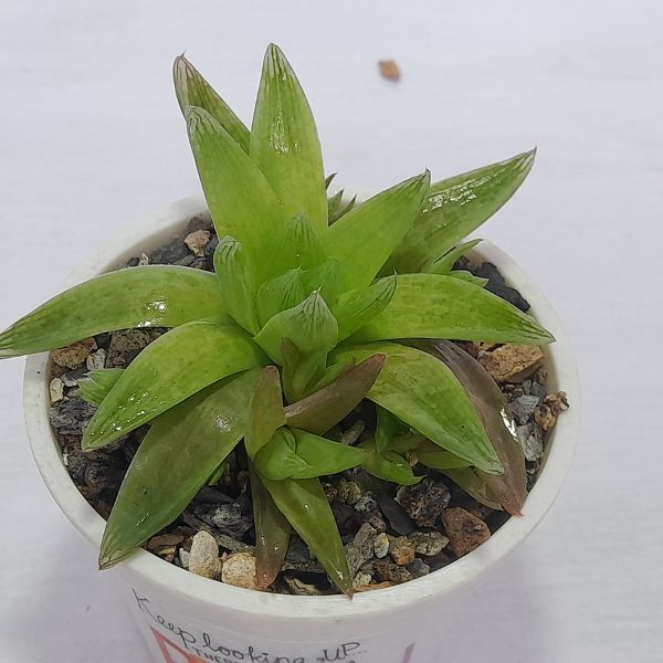 Haworthia Planifolia